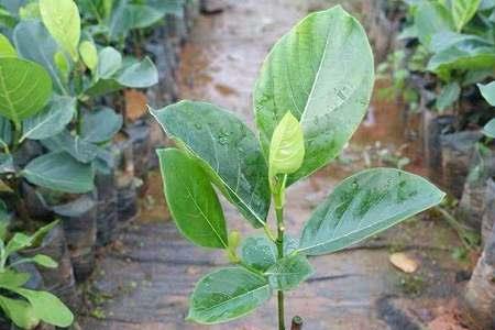 什么花盆适合种菠萝蜜