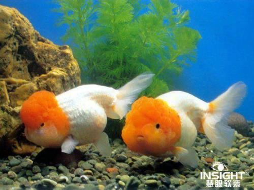 金鱼的头为什么那么大