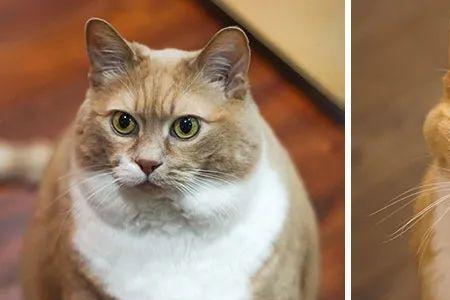 六个月的猫变瘦正常吗