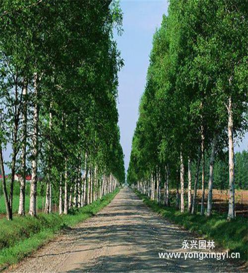 胸径15公分的白杨大概有多重