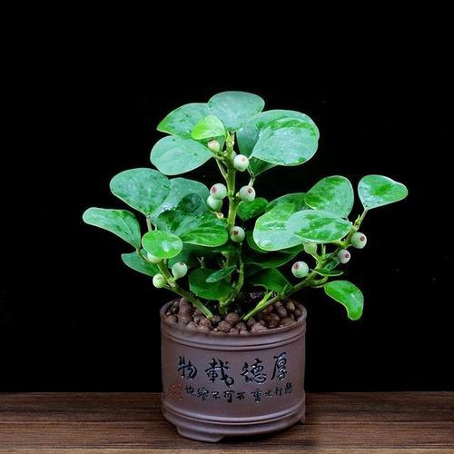 小盼菩提的果芽长什么样