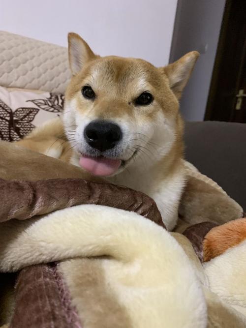 柴犬长得像爸爸多还是妈妈多