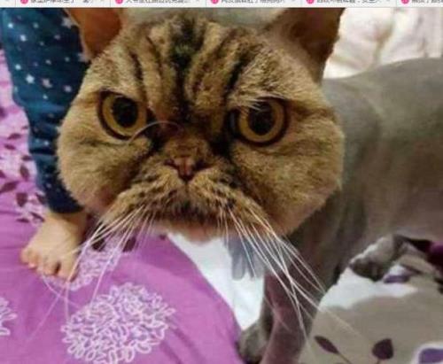 猫为什么不挠脸