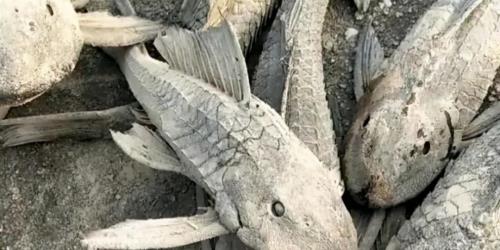 加盐了，清道夫会死吗