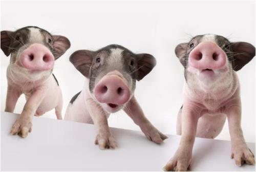 猪后面是属什么的