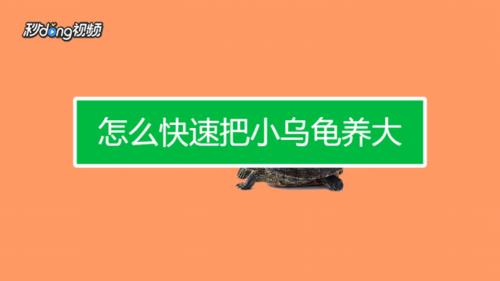 乌龟过水需要多少分钟