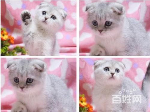 折耳猫多少钱一只