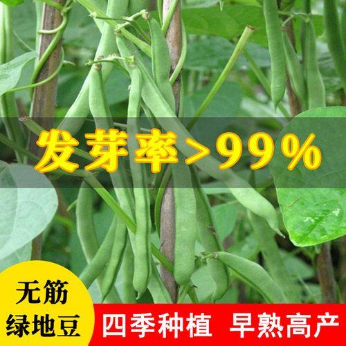 无筋绿地豆种植几天出芽