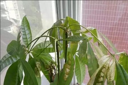 发财树得很泡烂了怎么补救