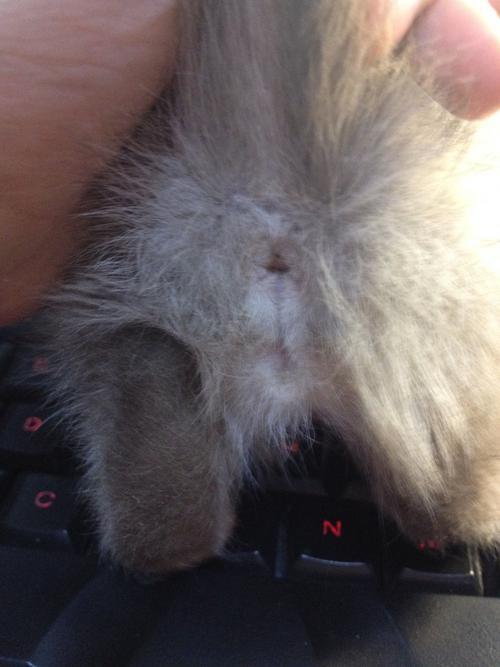 公猫总是咬母猫怎么回事