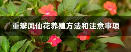 凤仙花防蛇最好的方法