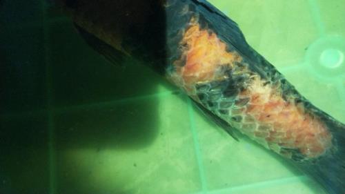 锦鲤炸鳞怎么处理