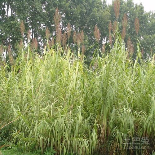 大量种植芦竹的后果