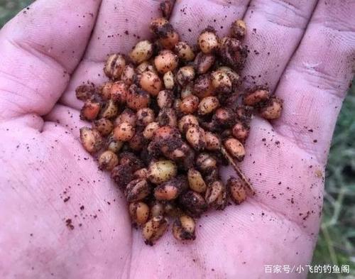 米酒窝料加血麦能行吗
