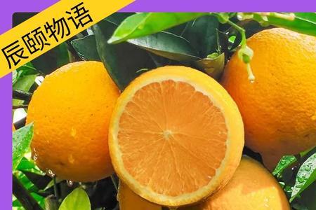 桂林夏橙多大个