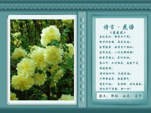 花语比较虐心的花