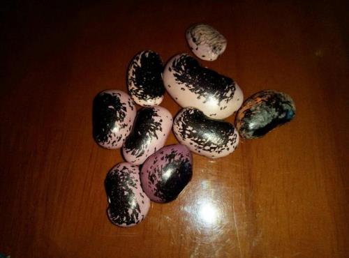 缤豆是什么豆