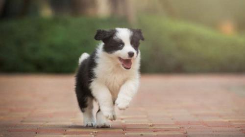 像边境牧羊犬的狗是什么狗