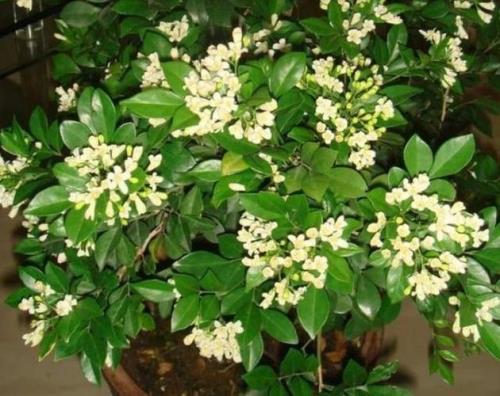 白兰花和九里香哪个更好闻