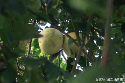 家门口可以种柚子吗