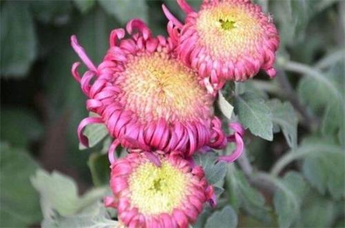 菊花在古代排第几名