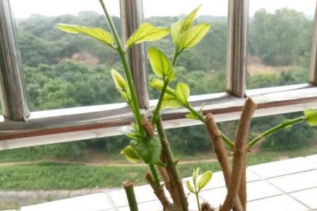 茉莉花枝干有疙瘩是怎么回事