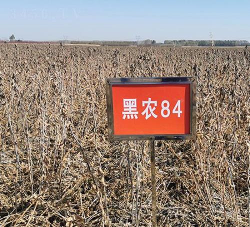 合农76大豆种子富锦那个店卖