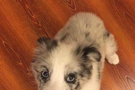 陨石边牧幼犬如何保暖
