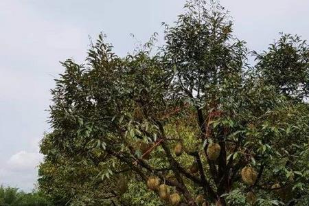 榴莲在广西靖西能种吗