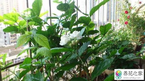 茉莉花什么时候发芽长叶