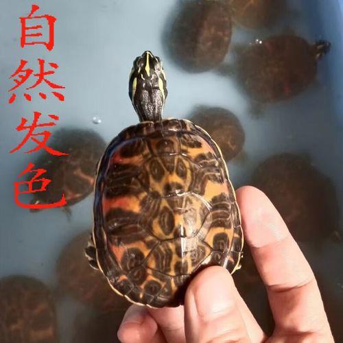 火焰龟亚成龟是几个月