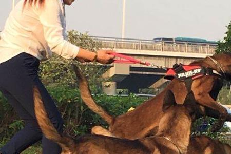 三个月马犬体重正常多少斤