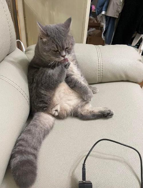 猫喜欢舔胳肢窝怎么办