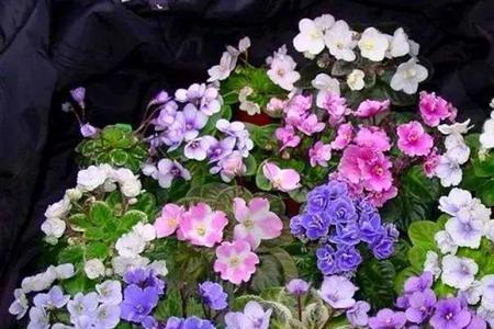 开花的花屋里温度是多少