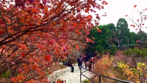 北京香山公园门票预约官网