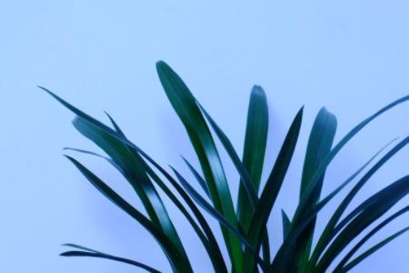 墨兰春化最佳方法