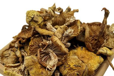 油蘑是一种什么蘑菇