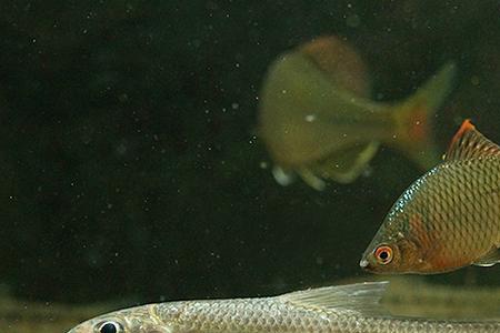 鱼的体型到底是梭型还是流线型