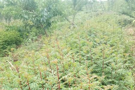 花椒一亩栽多少棵