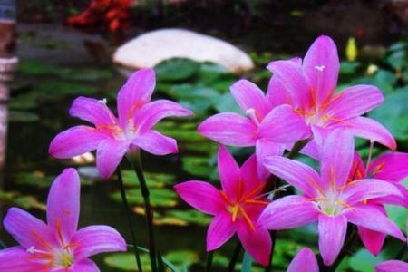 白花风雨兰可以水培吗