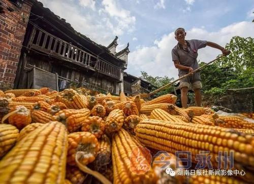 三个字形容农民收获丰收的词语