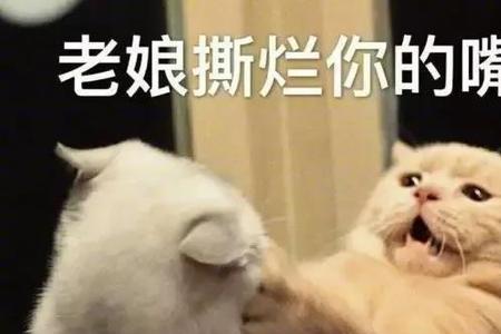 为什么猫不能说人话