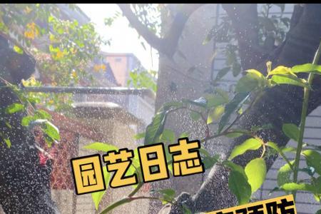 月季花多多喷叶浓度