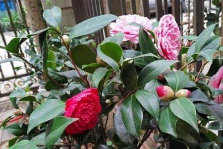 五色茶花养殖方法和注意事项