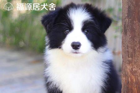 边牧血统和普通边牧有什么区别