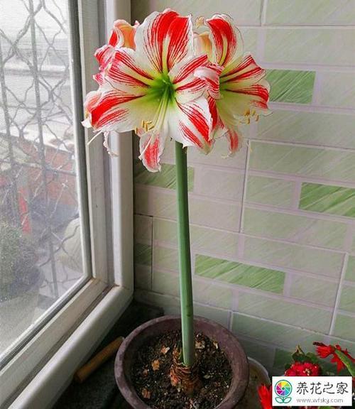 进口朱顶红怎么繁殖