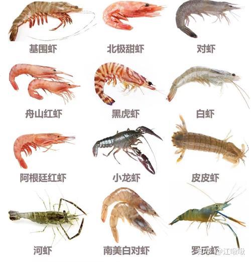 深海虾与养殖虾区别