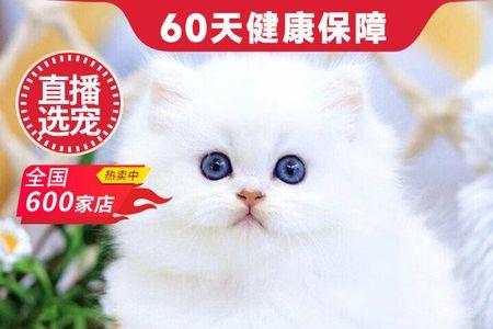金吉拉猫多少一只