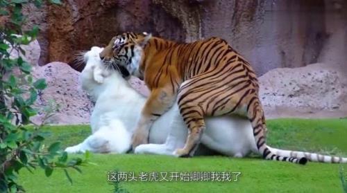 1000万虎粮是多少