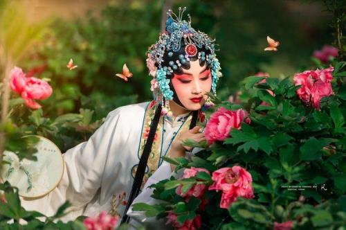 梨花颂首播